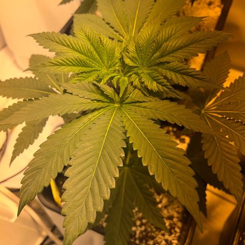 Fruit spirit  growlog timeline photo