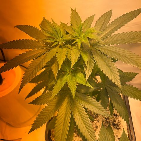 Fruit spirit  growlog timeline photo