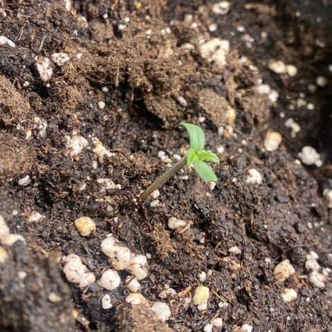 Pound Cake Auto growlog photo: Keimling über den Ganzen tag von der Erdebene bis 2 cm gewachsen