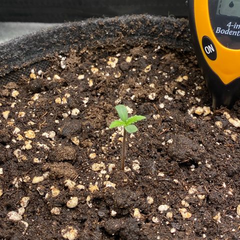 Pound Cake Auto growlog timeline photo