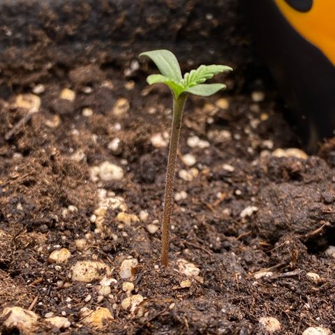 Pound Cake Auto growlog timeline photo