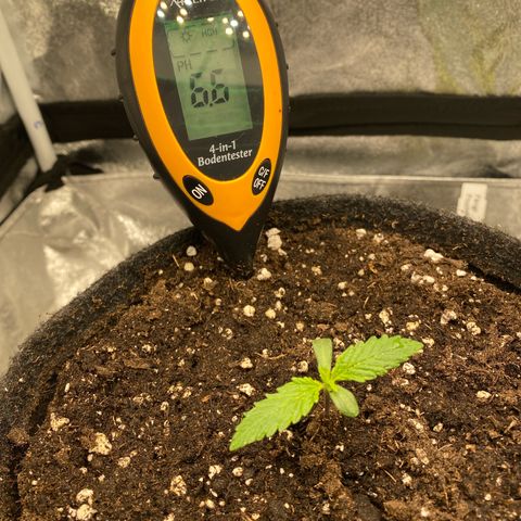 Pound Cake Auto growlog timeline photo