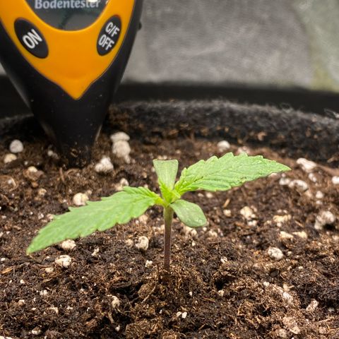 Pound Cake Auto growlog timeline photo
