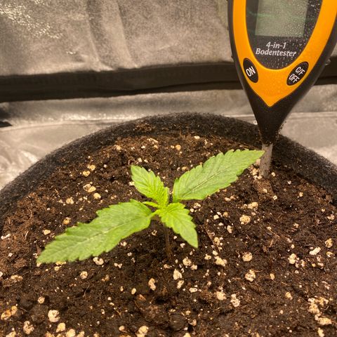 Pound Cake Auto growlog timeline photo