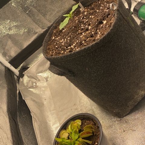 Pound Cake Auto growlog timeline photo