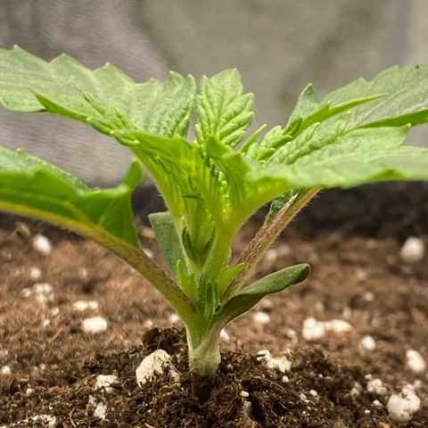 Pound Cake Auto growlog timeline photo