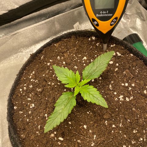 Pound Cake Auto growlog timeline photo