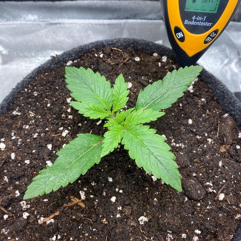 Pound Cake Auto growlog timeline photo