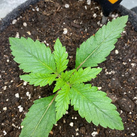 Pound Cake Auto growlog timeline photo