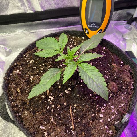 Pound Cake Auto growlog timeline photo