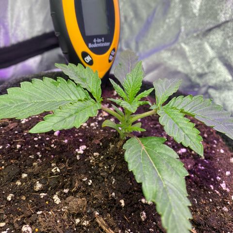 Pound Cake Auto growlog timeline photo