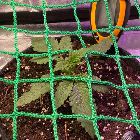 Pound Cake Auto growlog photo: Low Stress - SoG