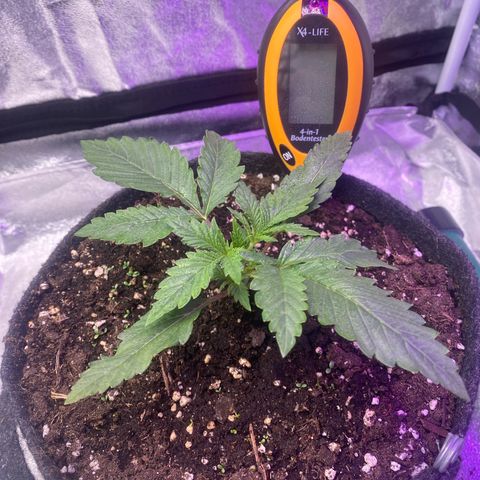 Pound Cake Auto growlog timeline photo