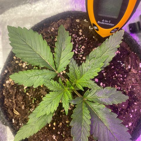 Pound Cake Auto growlog timeline photo