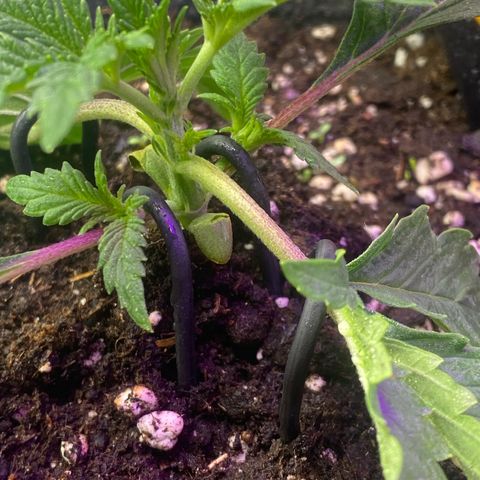 Pound Cake Auto growlog timeline photo