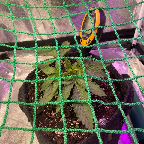 Pound Cake Auto growlog timeline photo