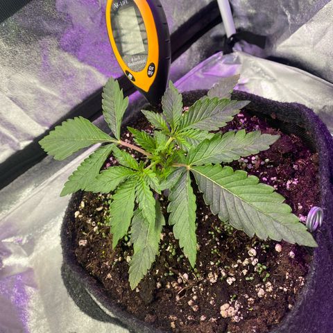 Pound Cake Auto growlog timeline photo