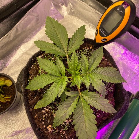 Pound Cake Auto growlog timeline photo