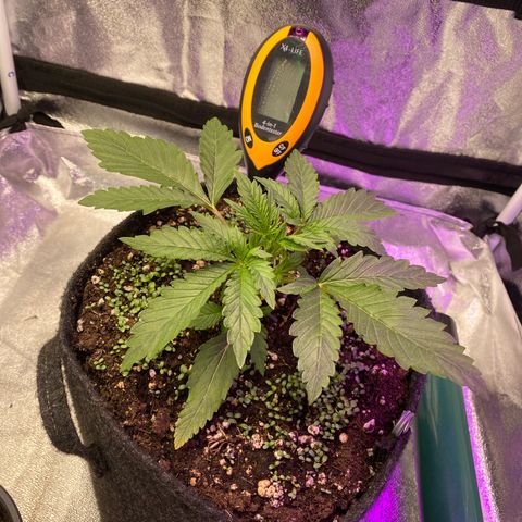 Pound Cake Auto growlog timeline photo