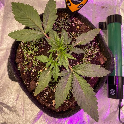 Pound Cake Auto growlog photo: Nach Entfernung der Blätter