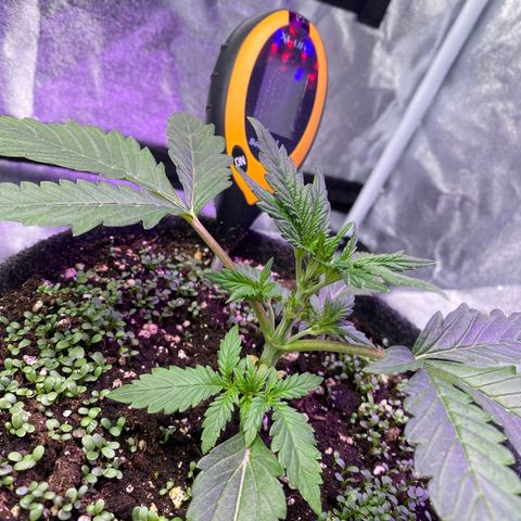 Pound Cake Auto growlog timeline photo
