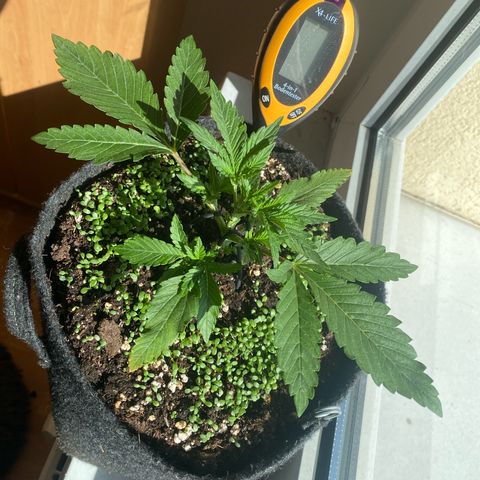 Pound Cake Auto growlog photo: 3 Stunden Sonne im Fensterbrett (Innen) 