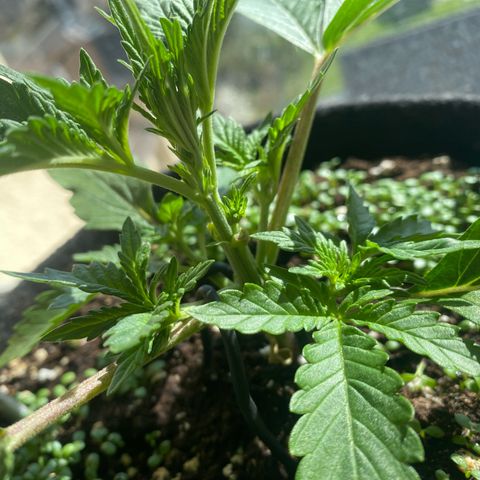 Pound Cake Auto growlog photo: 3 Stunden Sonne im Fensterbrett (Innen) 