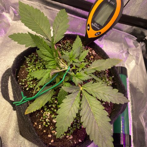Pound Cake Auto growlog timeline photo