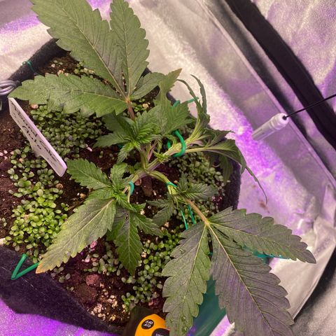 Pound Cake Auto growlog photo: 00.19 Uhr LST
