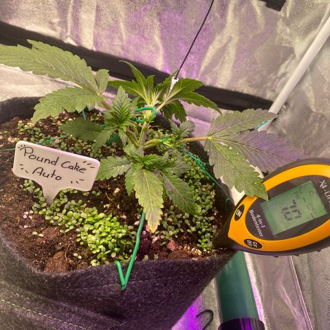 Pound Cake Auto growlog photo: 00.19 Uhr LST
