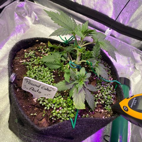 Pound Cake Auto growlog timeline photo
