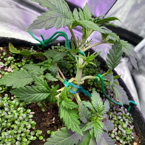 Pound Cake Auto growlog timeline photo