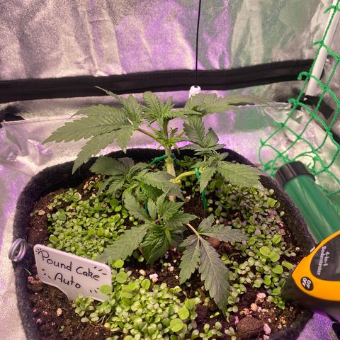 Pound Cake Auto growlog timeline photo