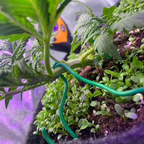 Pound Cake Auto growlog timeline photo