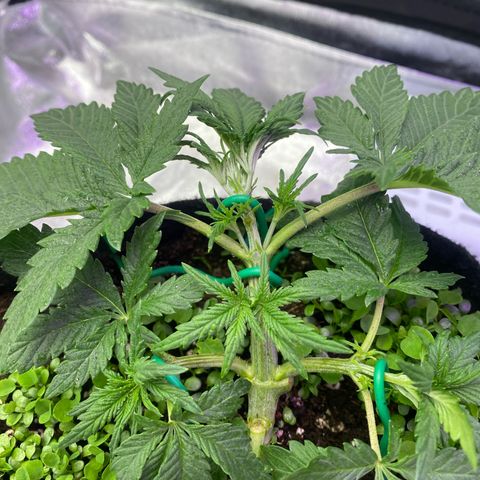 Pound Cake Auto growlog timeline photo