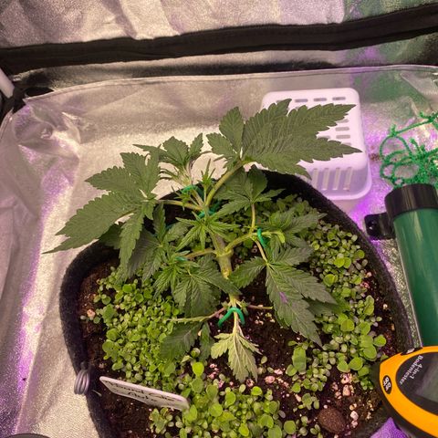 Pound Cake Auto growlog timeline photo