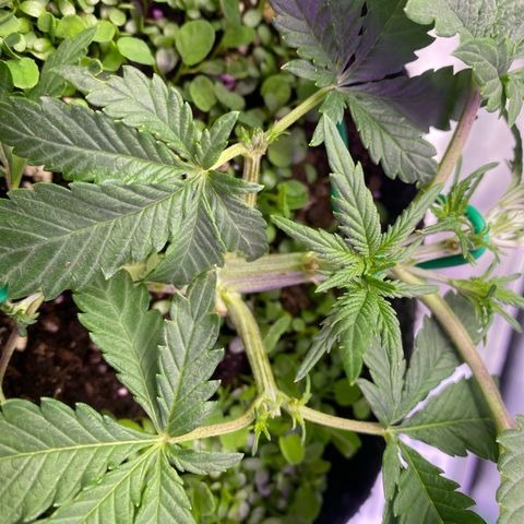 Pound Cake Auto growlog photo: Getoppte Seitentriebe.