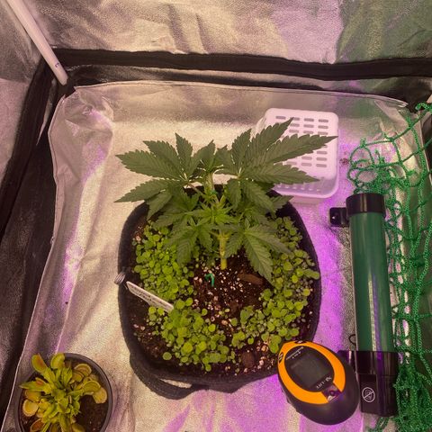 Pound Cake Auto growlog timeline photo