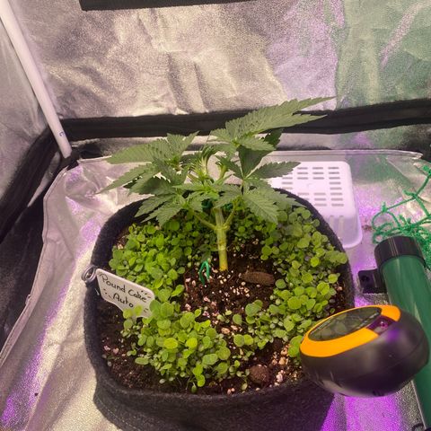 Pound Cake Auto growlog timeline photo