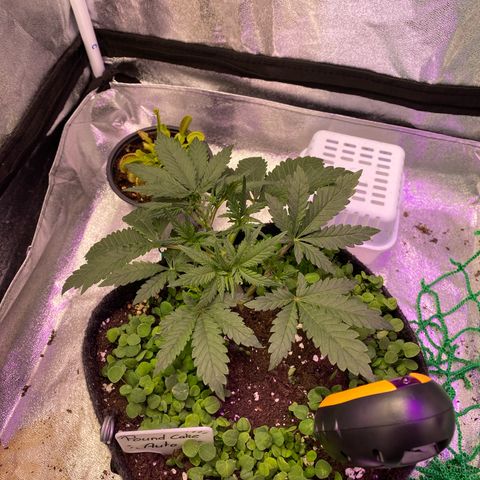 Pound Cake Auto growlog timeline photo