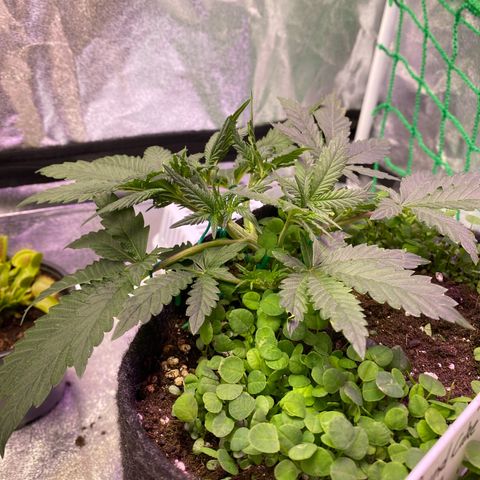 Pound Cake Auto growlog timeline photo