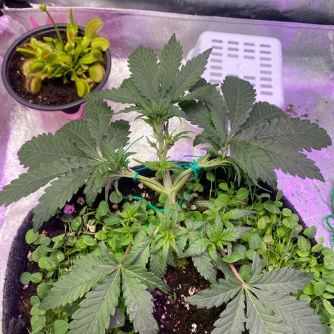 Pound Cake Auto growlog timeline photo