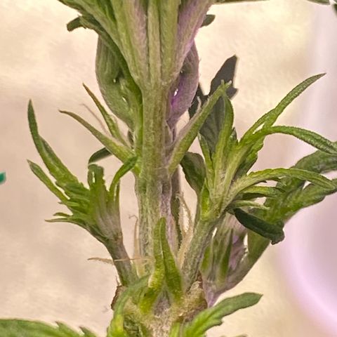 Pound Cake Auto growlog timeline photo