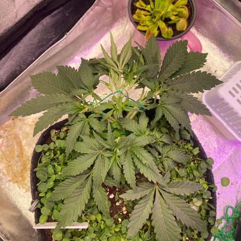 Pound Cake Auto growlog timeline photo