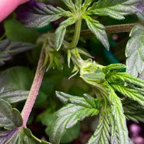 Pound Cake Auto growlog timeline photo