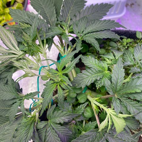 Pound Cake Auto growlog timeline photo