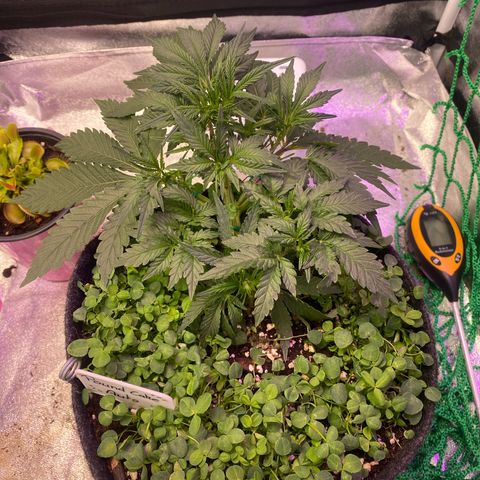 Pound Cake Auto growlog timeline photo