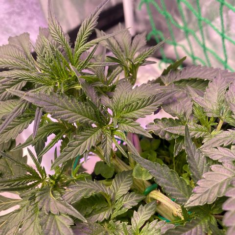 Pound Cake Auto growlog timeline photo