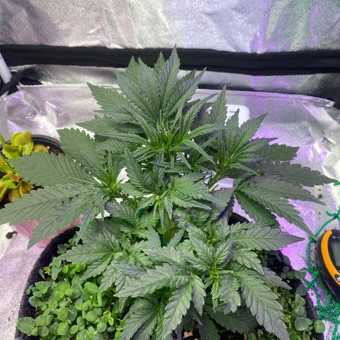 Pound Cake Auto growlog timeline photo