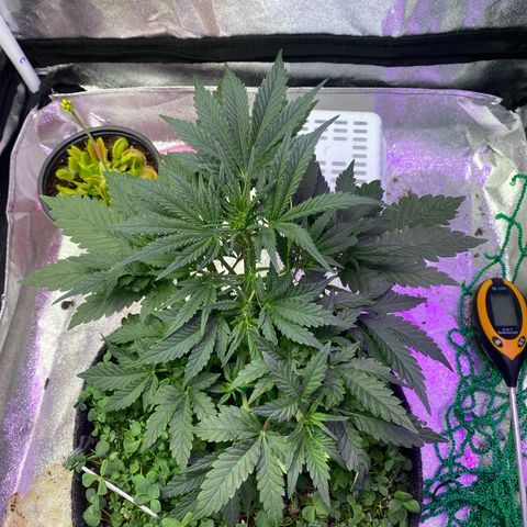 Pound Cake Auto growlog timeline photo
